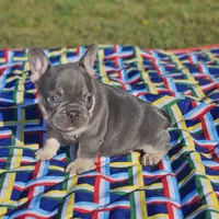 Cupid, a male French Bulldog for sale in Heavener, OK – Photo 6 of 7