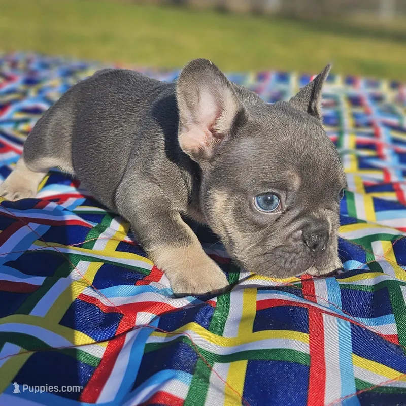 Cupid – French Bulldog puppy for sale in Heavener, OK