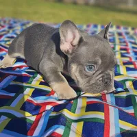 Cupid, a male French Bulldog for sale in Heavener, OK – Photo 1 of 7