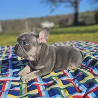 Cupid, a male French Bulldog for sale in Heavener, OK – Photo 3 of 7