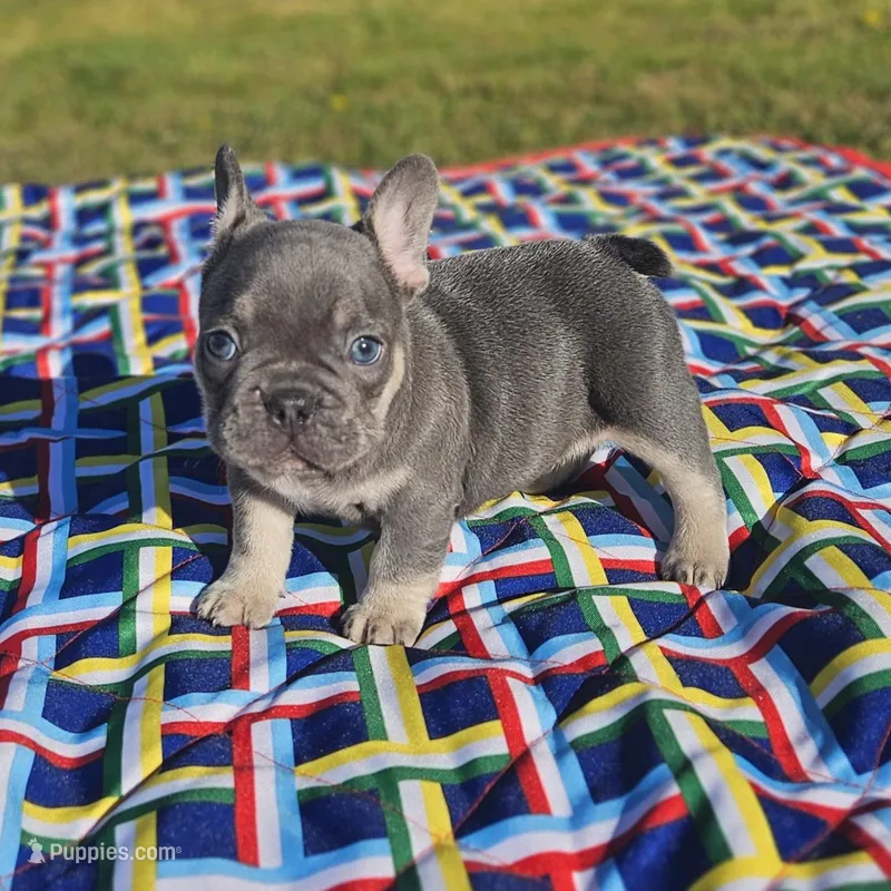 Cupid – French Bulldog puppy for sale in Heavener, OK