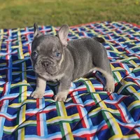 Cupid, a male French Bulldog for sale in Heavener, OK – Photo 2 of 7