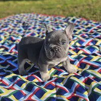Cupid, a male French Bulldog for sale in Heavener, OK – Photo 5 of 7