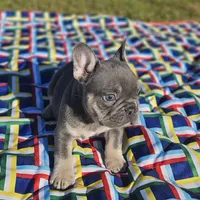 Cupid, a male French Bulldog for sale in Heavener, OK – Photo 4 of 7