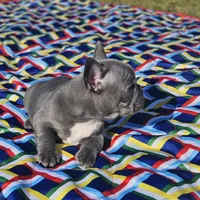 Rosie, a female French Bulldog for sale in Heavener, OK – Photo 4 of 5