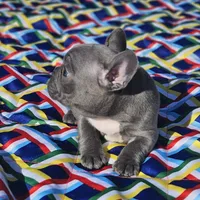 Rosie, a female French Bulldog for sale in Heavener, OK – Photo 3 of 5