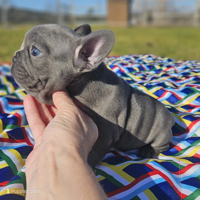 Rosie – French Bulldog puppy for sale in Heavener, OK