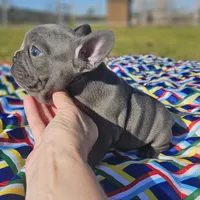 Rosie, a female French Bulldog for sale in Heavener, OK – Photo 1 of 5
