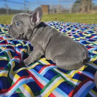 Rosie, a female French Bulldog for sale in Heavener, OK – Photo 5 of 5