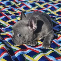 Rosie, a female French Bulldog for sale in Heavener, OK – Photo 2 of 5