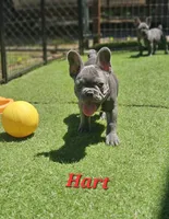 Hart, a male French Bulldog for sale in Heavener, OK – 5 of 7