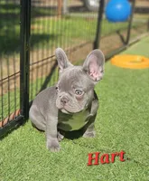Hart, a male French Bulldog for sale in Heavener, OK – 4 of 7