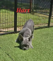 Hart, a male French Bulldog for sale in Heavener, OK – 7 of 7