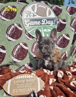 Betty, a female French Bulldog for sale in Heavener, OK – Photo 3 of 5