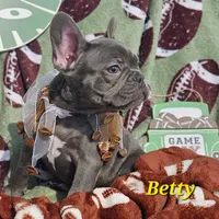 Betty, a female French Bulldog for sale in Heavener, OK – Photo 2 of 5