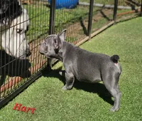 Hart, a male French Bulldog for sale in Heavener, OK – 6 of 7
