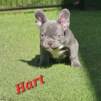 Hart, a male French Bulldog for sale in Heavener, OK – 2 of 7