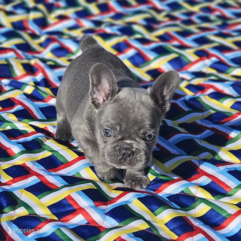 Val – French Bulldog puppy for sale in Heavener, OK