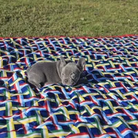 Val, a female French Bulldog for sale in Heavener, OK – Photo 6 of 6