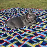 Val, a female French Bulldog for sale in Heavener, OK – Photo 5 of 6