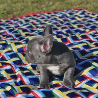 Val, a female French Bulldog for sale in Heavener, OK – Photo 2 of 6