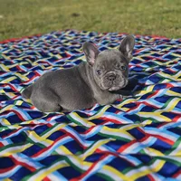 Val, a female French Bulldog for sale in Heavener, OK – Photo 4 of 6