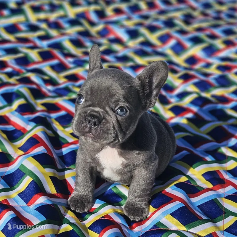 Val – French Bulldog puppy for sale in Heavener, OK