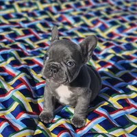 Val, a female French Bulldog for sale in Heavener, OK – Photo 3 of 6