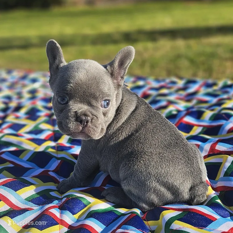 Hart – French Bulldog puppy for sale in Heavener, OK