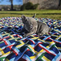 Hart, a male French Bulldog for sale in Heavener, OK – Photo 3 of 6