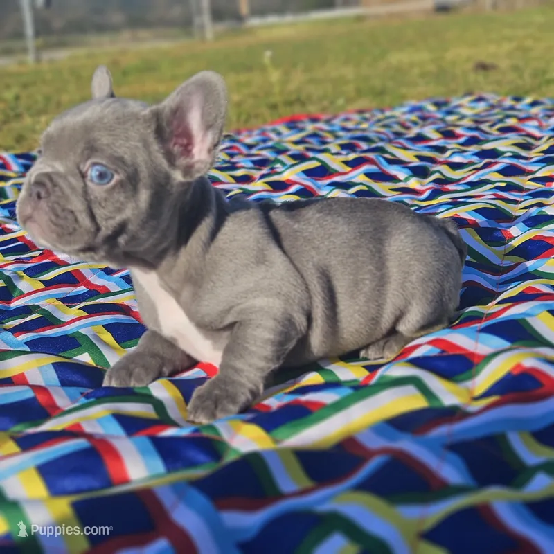 Hart – French Bulldog puppy for sale in Heavener, OK