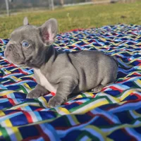 Hart, a male French Bulldog for sale in Heavener, OK – Photo 2 of 6
