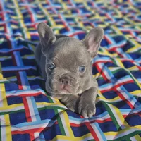 Hart, a male French Bulldog for sale in Heavener, OK – Photo 4 of 6