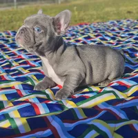 Hart, a male French Bulldog for sale in Heavener, OK – Photo 5 of 6