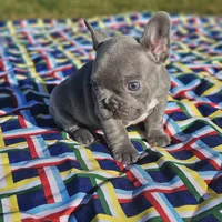 Hart, a male French Bulldog for sale in Heavener, OK – Photo 6 of 6