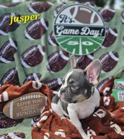 Jasper, a male French Bulldog for sale in Heavener, OK – Photo 4 of 4
