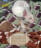 Sally, a female French Bulldog for sale in Heavener, OK – Photo 3 of 4
