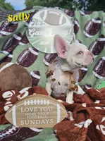 Sally, a female French Bulldog for sale in Heavener, OK – Photo 4 of 4