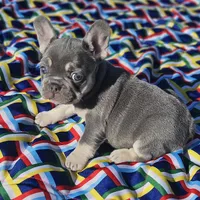 Candy, a female French Bulldog for sale in Heavener, OK – Photo 1 of 6