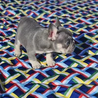 Candy, a female French Bulldog for sale in Heavener, OK – Photo 5 of 6