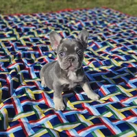 Candy, a female French Bulldog for sale in Heavener, OK – Photo 6 of 6