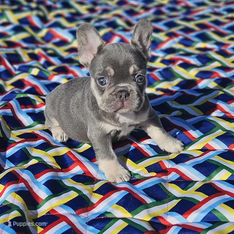 Candy – French Bulldog puppy for sale in Heavener, OK
