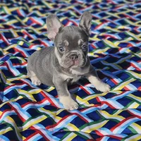 Candy, a female French Bulldog for sale in Heavener, OK – Photo 3 of 6