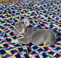 Candy, a female French Bulldog for sale in Heavener, OK – Photo 4 of 6