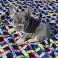 Candy, a female French Bulldog for sale in Heavener, OK – Photo 2 of 6