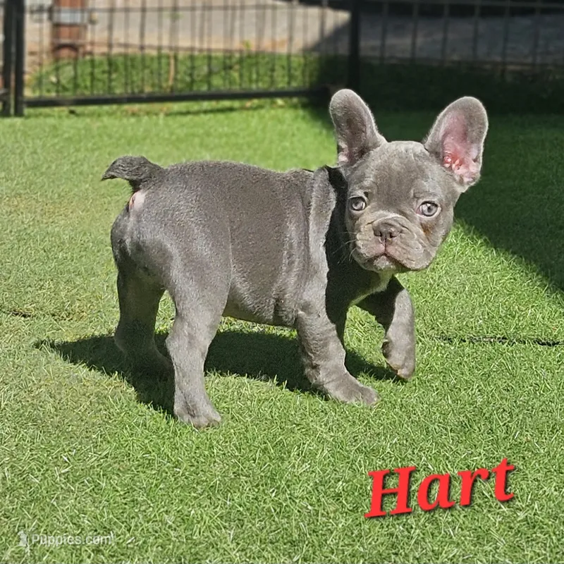Hart – French Bulldog puppy for sale in Heavener, OK