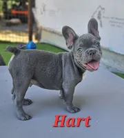 Hart, a male French Bulldog for sale in Heavener, OK – 3 of 7