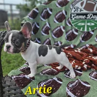 Artie, a male French Bulldog for sale in Heavener, OK – Photo 5 of 5