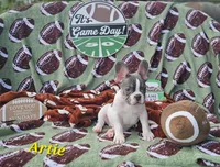 Artie, a male French Bulldog for sale in Heavener, OK – Photo 3 of 5