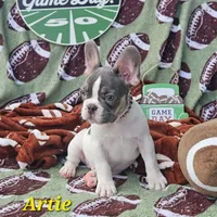 Artie, a male French Bulldog for sale in Heavener, OK – Photo 2 of 5